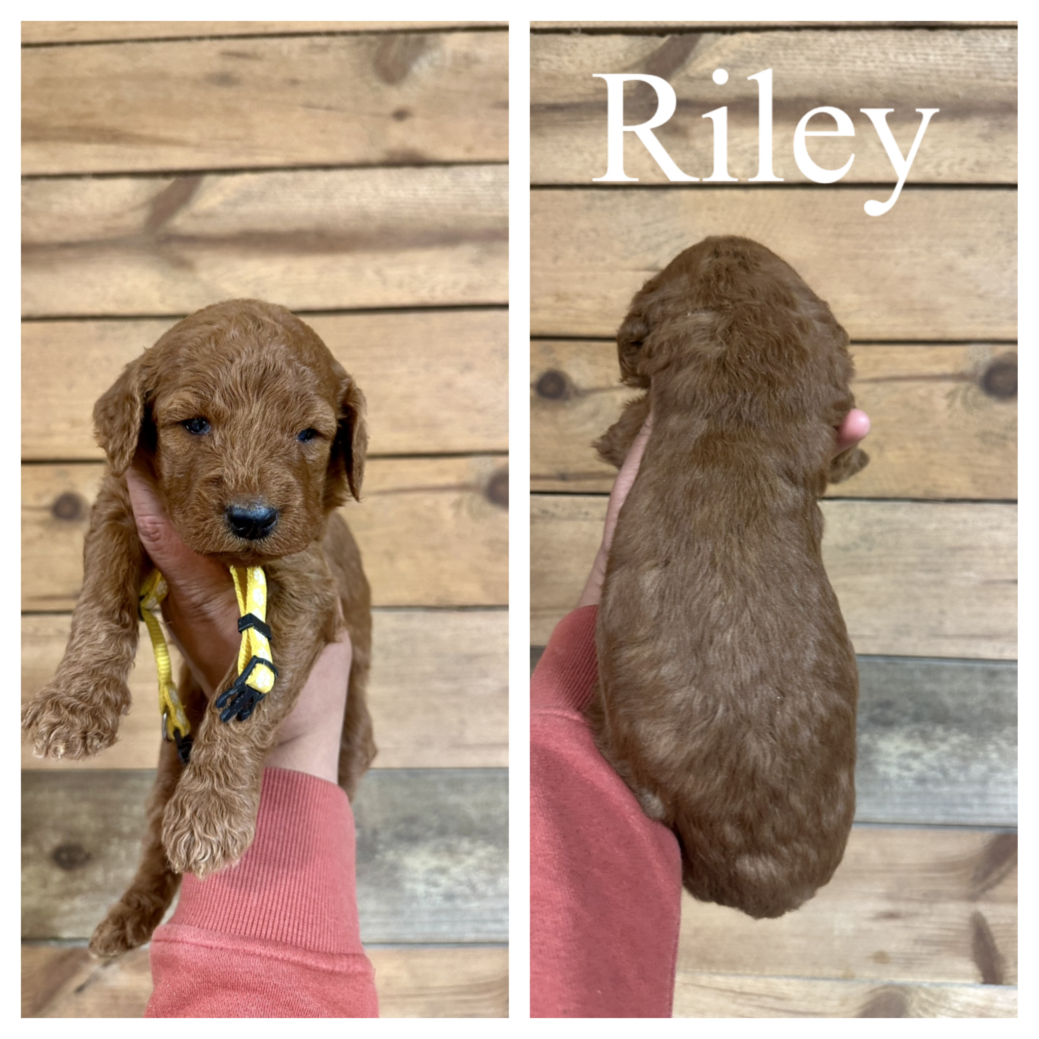 Riley 1